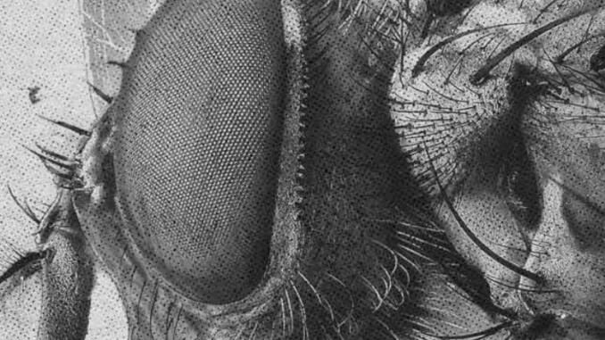 La Mosca - Recensione La Mosca - Recensione
